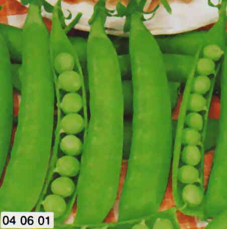 PISELLO RAMPICANTE LAVAGNA GR.500